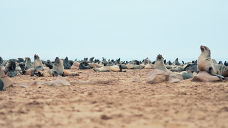 seals on a sandy beach