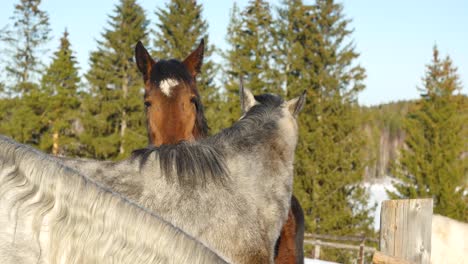 horses in a snowy pasture