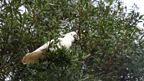 a cockatoo sits on a leafy branch