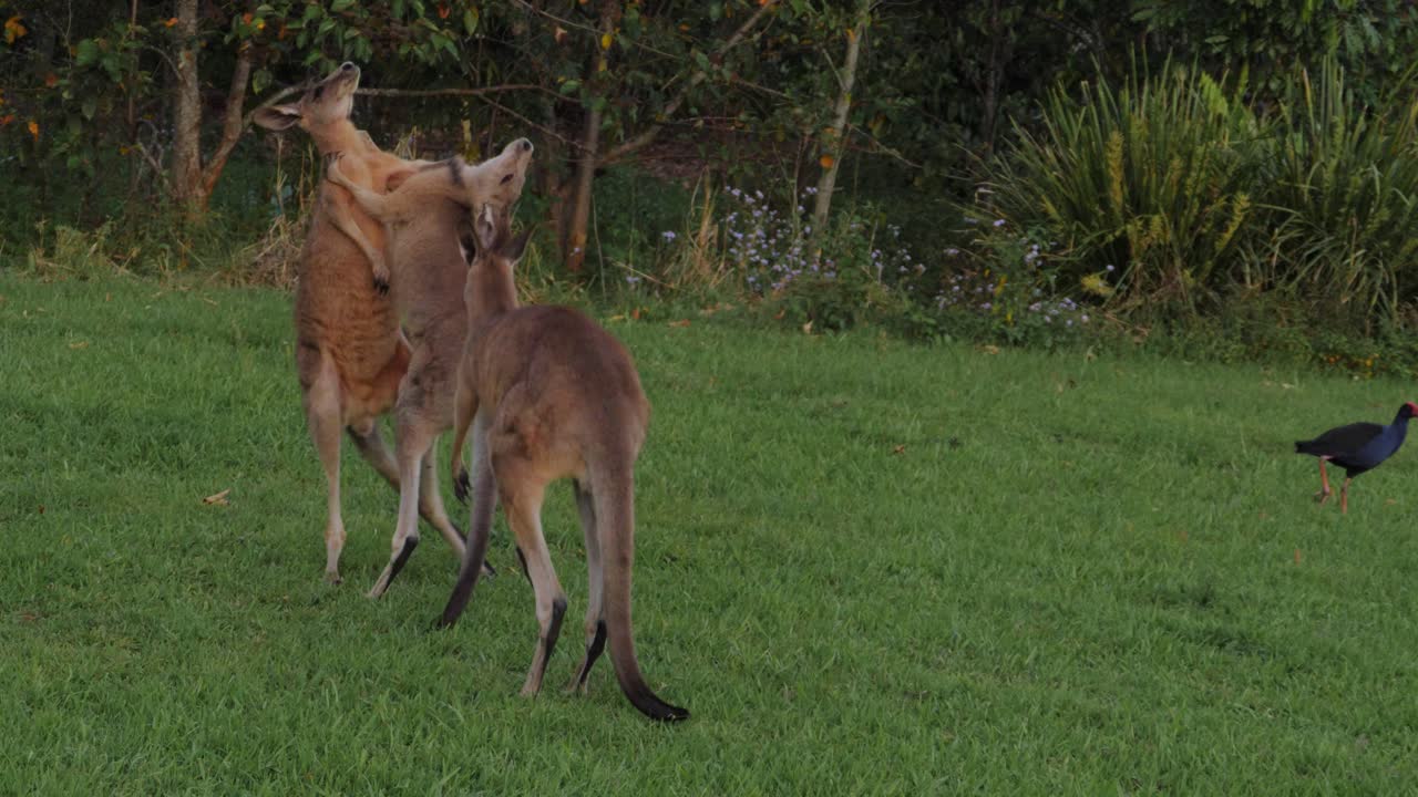 tres canguros grises orientales peleando en las verdes colinas - costa dorada, qld, australia