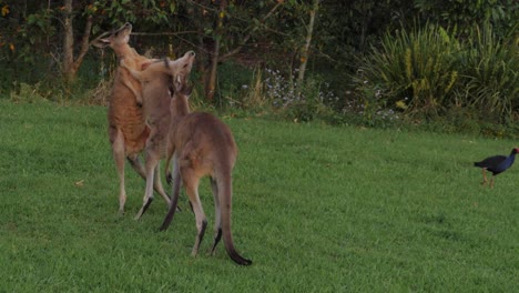 tres canguros grises orientales peleando en las verdes colinas - costa dorada, qld, australia