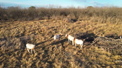 aerial static video viisi oryx on tilalla texasissa