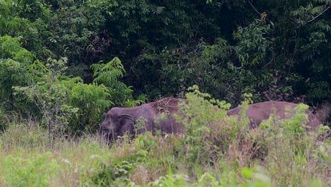 The-Asiatic-Elephants-are-endangered-species-and-they-are-also-residents-of-Thailand