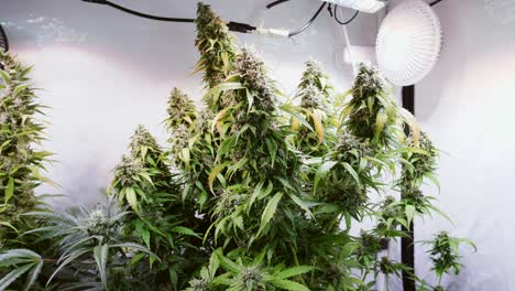 Slow-motion-shot-of-a-cannabis-plants-growing-in-a-grow-tent-during-flowering-stage