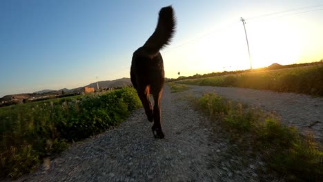 dog jogging down a trail on a farm during sunset