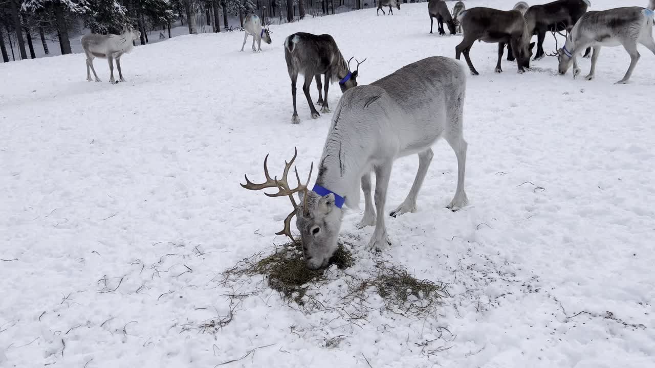 Et snedækket landskab i Lapland med en flok græssende rensdyr. Et stort, hvidt rensdyr spiser i forgrunden og fremkalder ro, naturligt liv og nordlig vildmark.