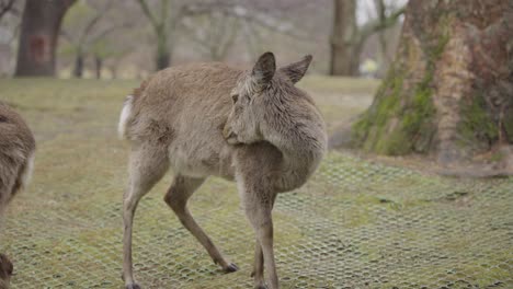 deer in nara park grooming its fur in the rain, japan