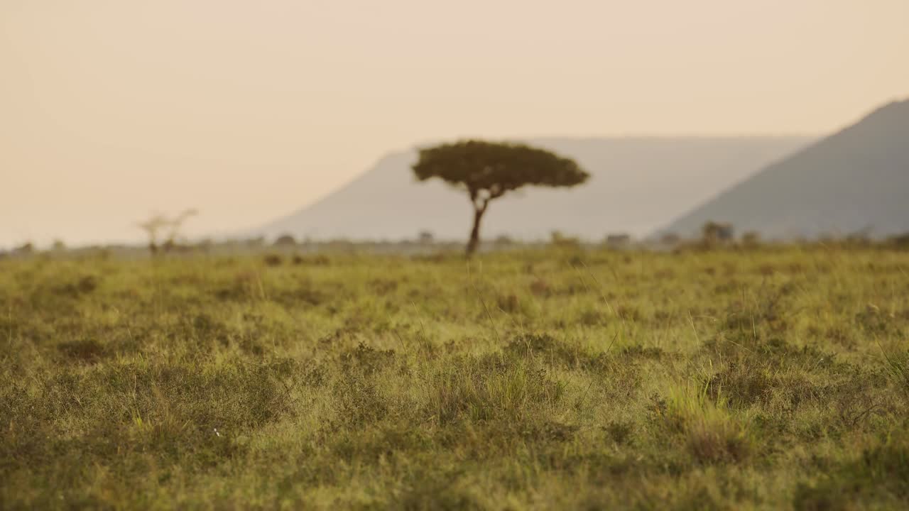 la hiena salvaje africana en la reserva nacional de maasai mara caminando por las llanuras vacías de kenia, áfrica animales de safari en la reserva nacional de masai mara norte