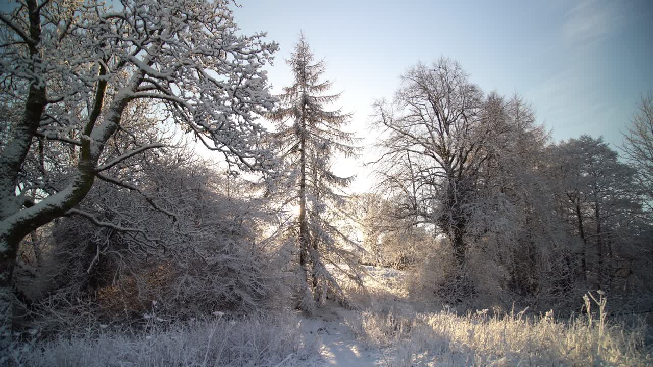 Vit snö täckte grenarna på ett träd med solljus mellan träden