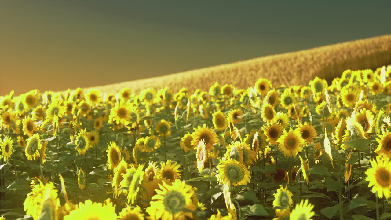 Vibrant sunflower field under a golden sunset sky in the countryside