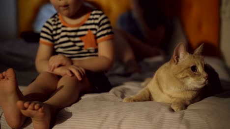 niño aburrido sentado en la cama con el gato mientras sus padres navegan por la computadora portátil antes de dormir