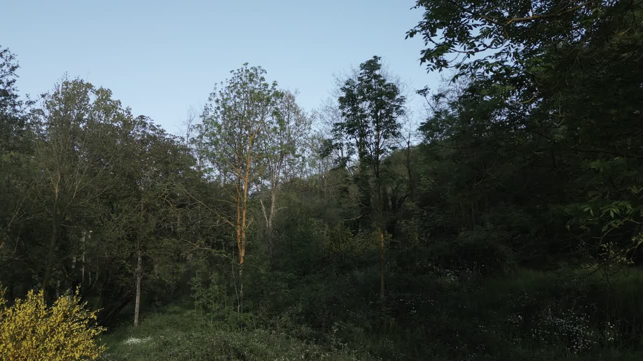 Gentle light gradually reveals a serene forest landscape, highlighting a vibrant patch of yellow flowers amidst the lush greenery under a tranquil blue sky