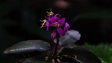 un primer plano de estas hermosas flores silvestres púrpuras con amarillo en el medio como se ve en lo profundo del bosque, sonerila violifolia gancho