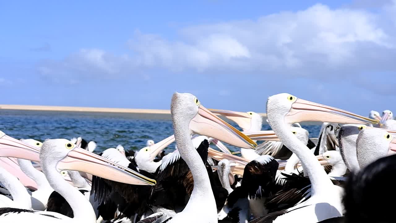 A large group of pelicans feeding
