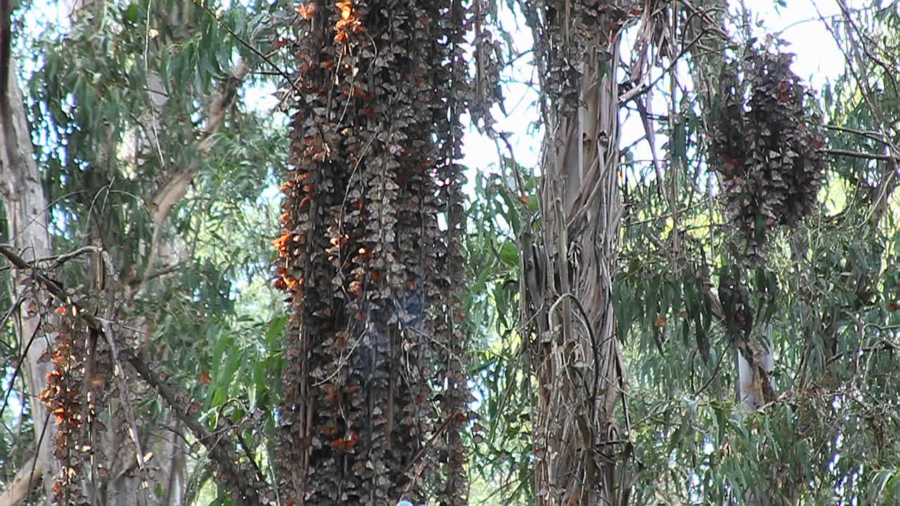 제왕나비는 숲속의 나무 주위에 모여든다 1