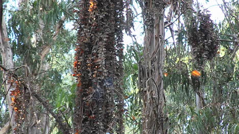 Monarch-butterflies-gather-around-a-tree-in-a-forest-1