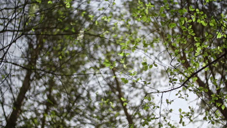 rotating camera under the trees with green leaves