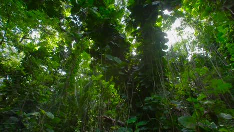 Toma-Panorámica-A-Través-De-Una-Jungla-Profunda-O-Un-Dosel-De-Selva-Tropical