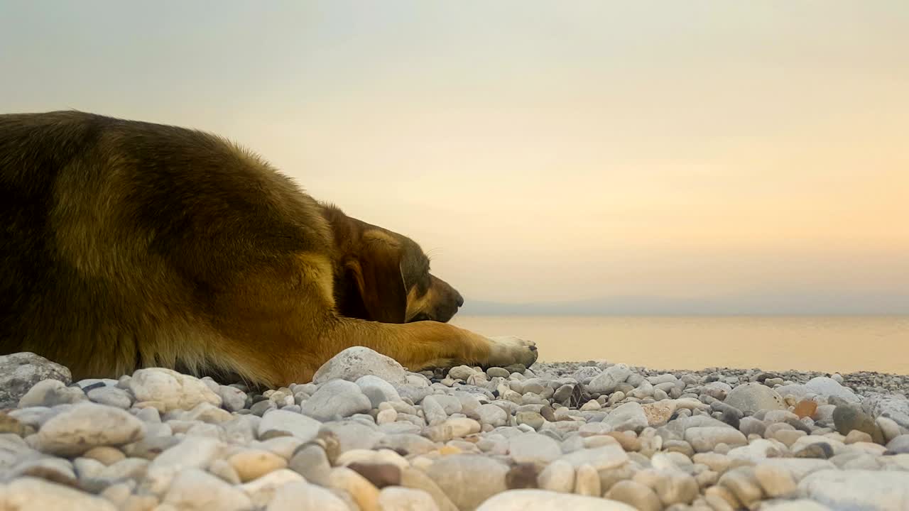 momento de relajación de un perro en una playa contra la puesta de sol.