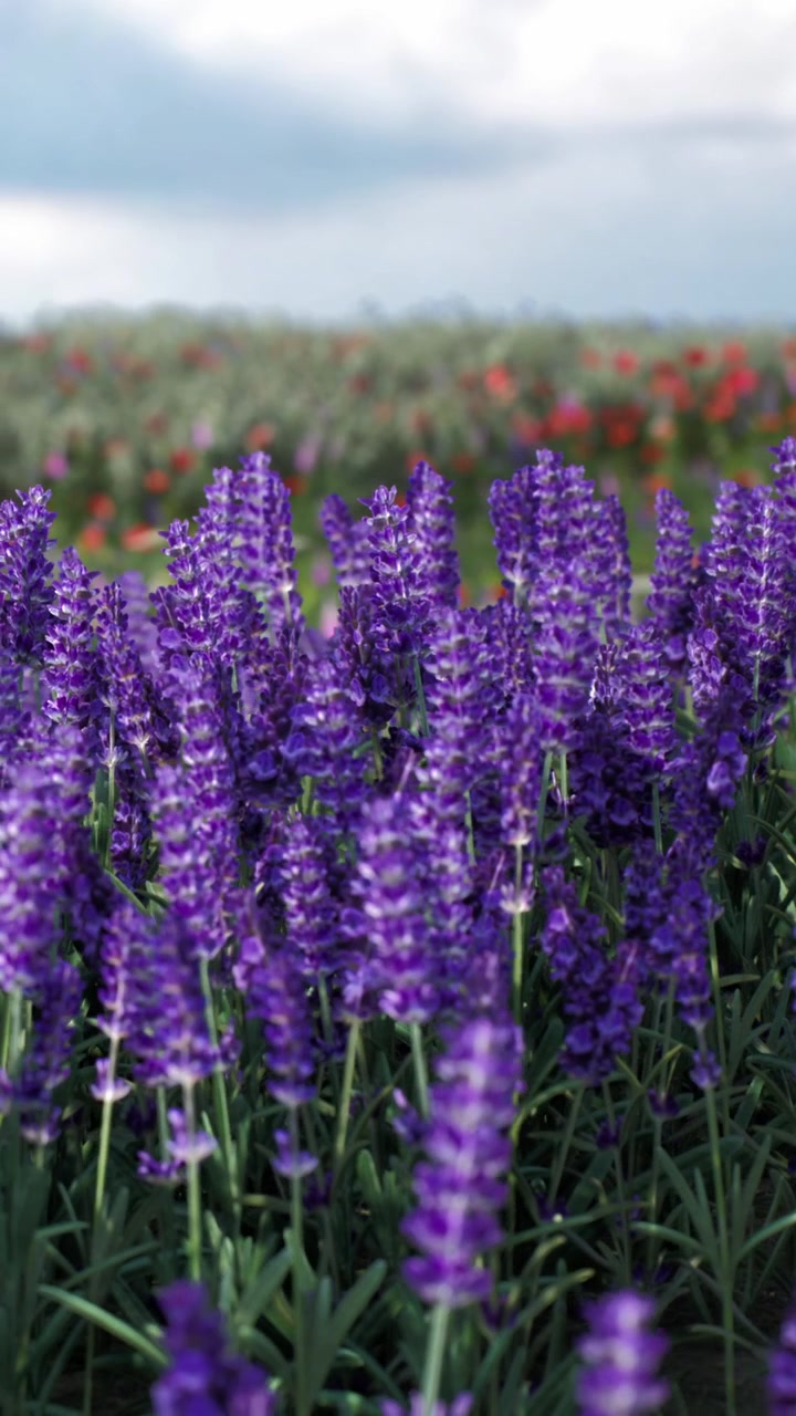 Fiori colorati sbocciano in un campo durante una giornata di sole splendente
