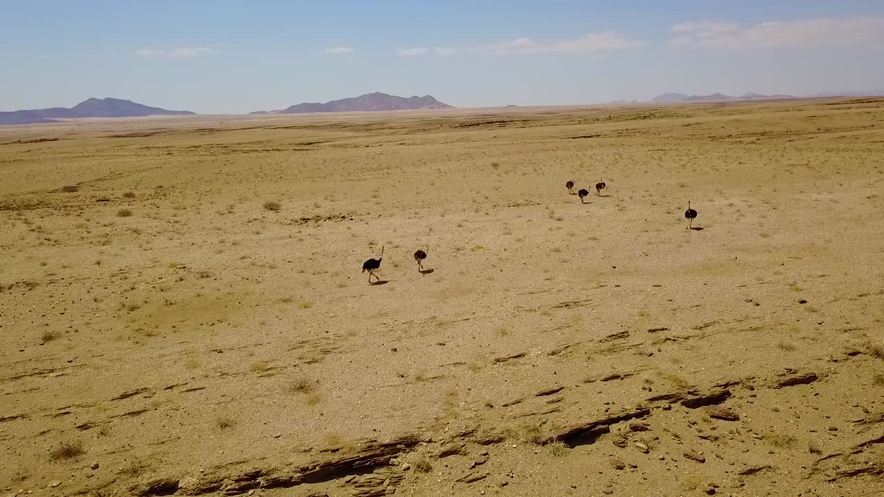 buena antena de avestruces corriendo en el desierto de namib namibia