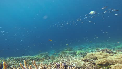 un vibrante grupo de peces nada con gracia por encima de un colorido arrecife de coral, creando una tranquila escena submarina