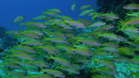 un grupo de snapper de cola amarilla nadando en un arrecife de coral tropical en el mar rojo