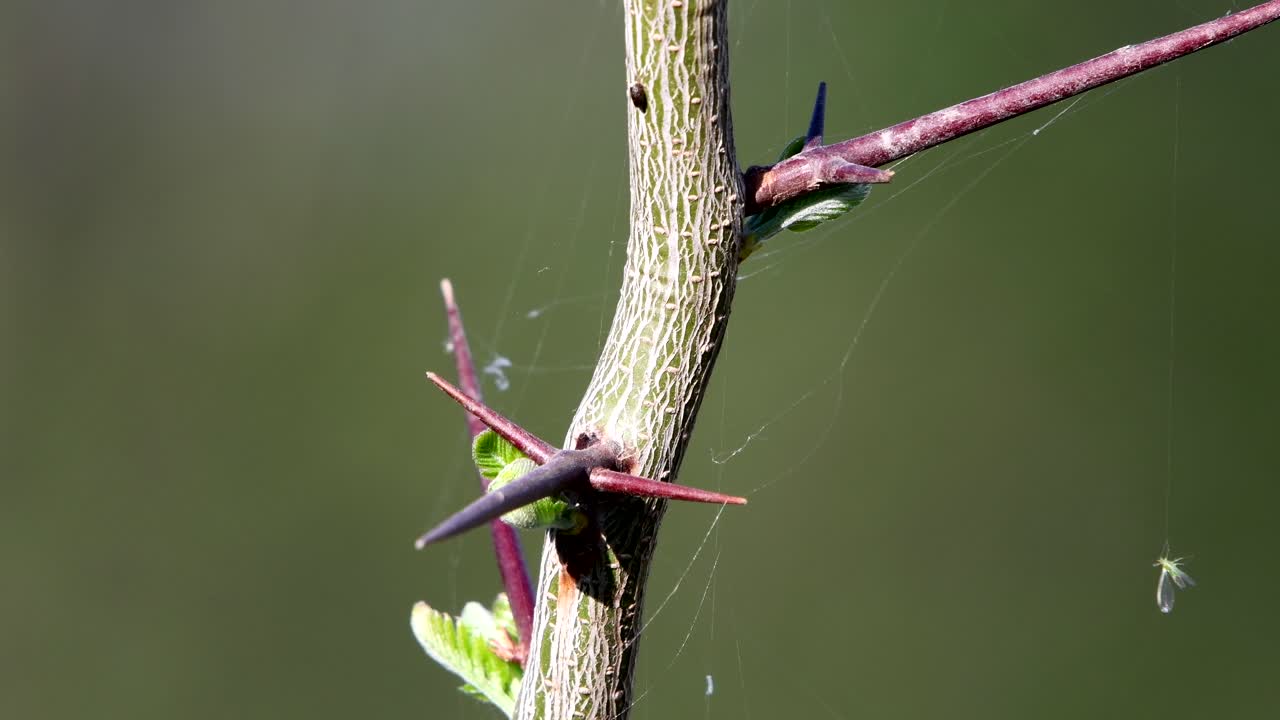 brotes de espino y picos de cerca, aislados contra un fondo borroso, algunas telas de araña movidas por una suave brisa