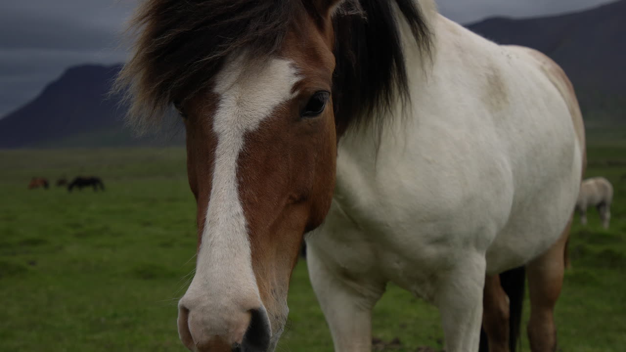 caballo islandés en la naturaleza escénica de islandia.