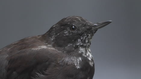 close-up of a brown dipper blinking and looking around with a waterfall in the background