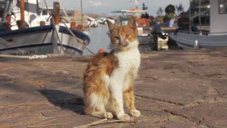 Kitten-on-pier-of-Greek-fishing-village-harbor