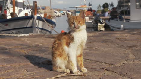 kitten on pier of greek fishing village harbor