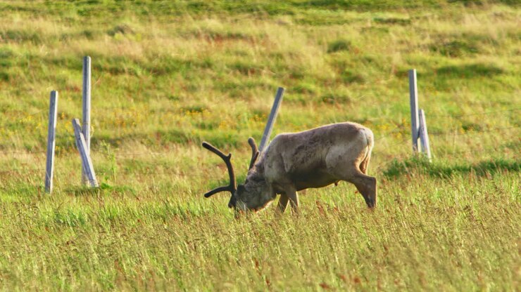 Vicino a Vardø, Finnmark, Norvegia, una renna solitaria bruca un campo erboso sotto il sole di mezzanotte artico. Muta del pelo durante il cambio del manto accanto a una recinzione e una collina, una scena cinematografica di fauna selvatica artica norvegese