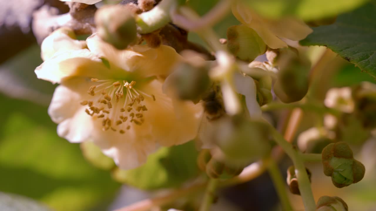 Ape al rallentatore che raccoglie il polline da un fiore bianco alla luce del sole