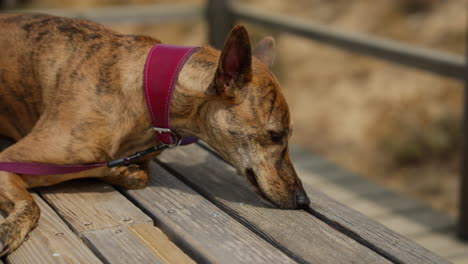 a graceful whippet dog enjoying an outdoor moment, showcasing its sleek and energetic nature. perfect for themes of pets, animals, and outdoor activities.