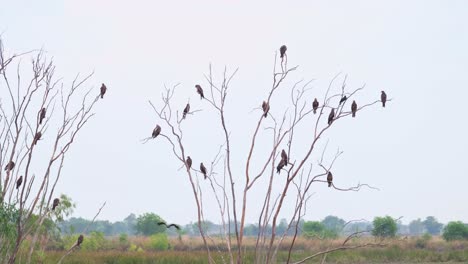 Black-eared-Kite,-Milvus-lineatus,-4K-Footage