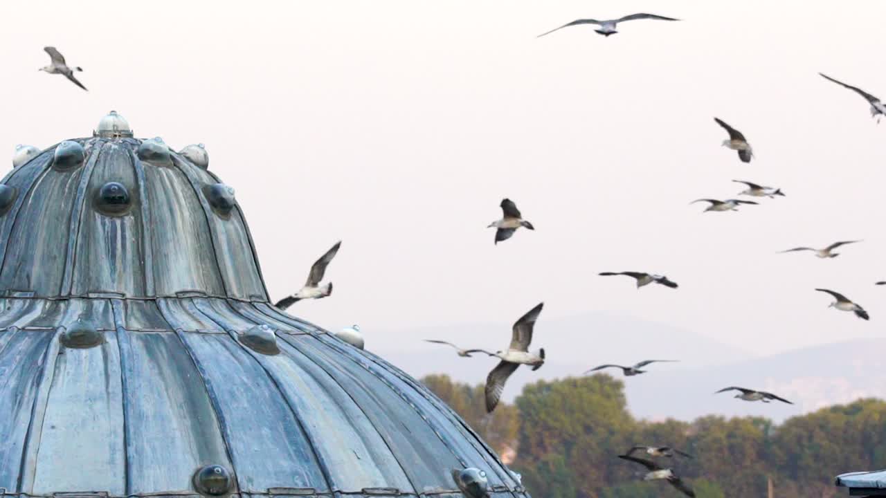 чайки и птицы летают в группе на голубом небе в супер медленном движении