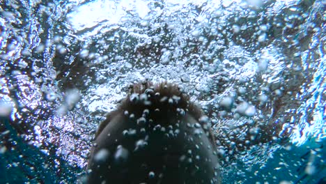 el hombre está nadando dentro de la piscina y respira profundamente antes de sumergirse y hacer un rollo