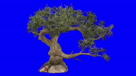 3D-jeffrey-pine-tree-with-wind-effect-on-blue-screen-3D-animation