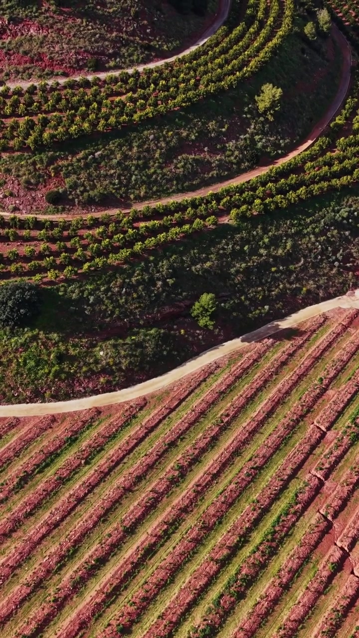 Vigneti in Spagna durante il giorno