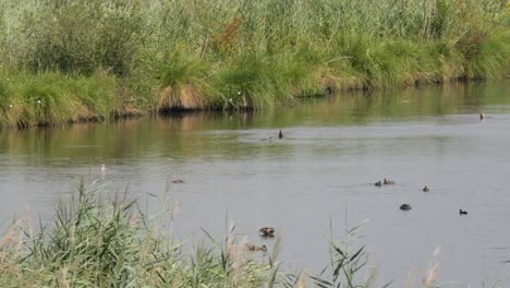 Enten-Und-Andere-Vögel,-Die-Auf-Einem-Ruhigen-See-Schwimmen-Und-An-Einem-Sommertag-Nach-Nahrung-Tauchen