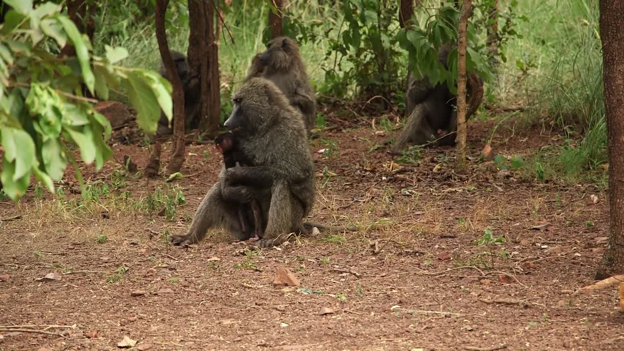 Jeune babouin olive jouant avec sa mère au sol, tandis que d'autres membres de la troupe se reposent derrière. Faune du Rwanda, de jour.