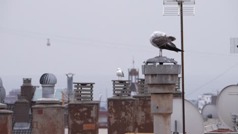 seagulls perched on a rooftop vantage point grooming and resting