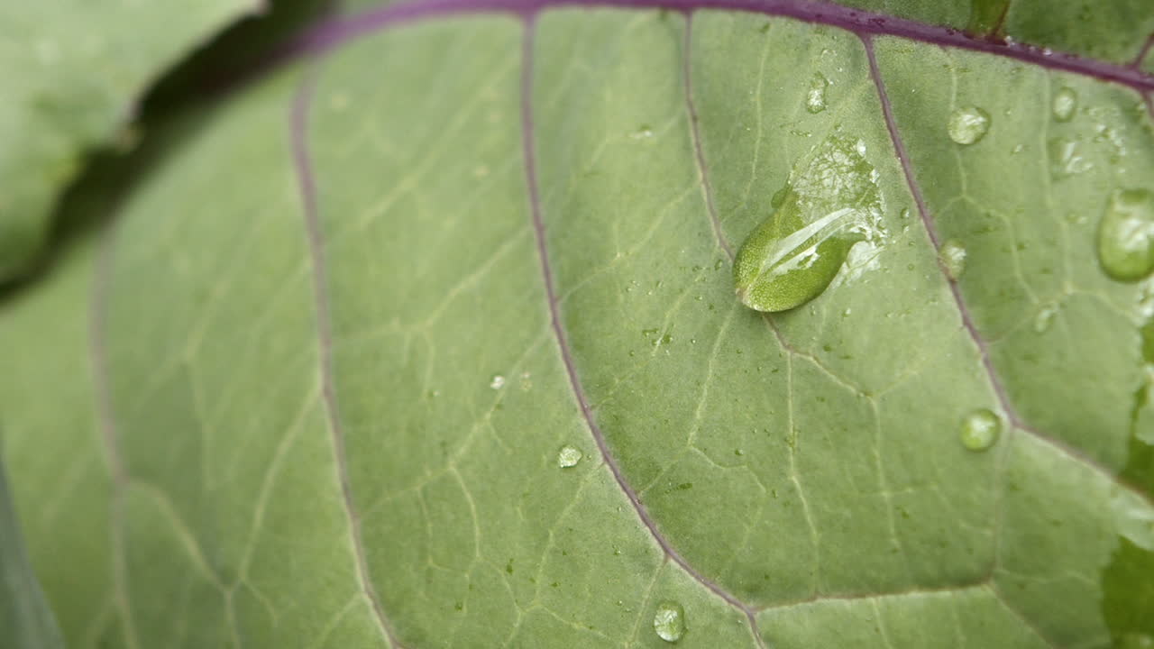 Water drop slowly slides down green leaf, macro