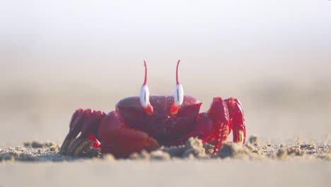 crabe fantôme rouge bain de soleil paresseusement sur une plage de sable à cox's bazar, bangladesh