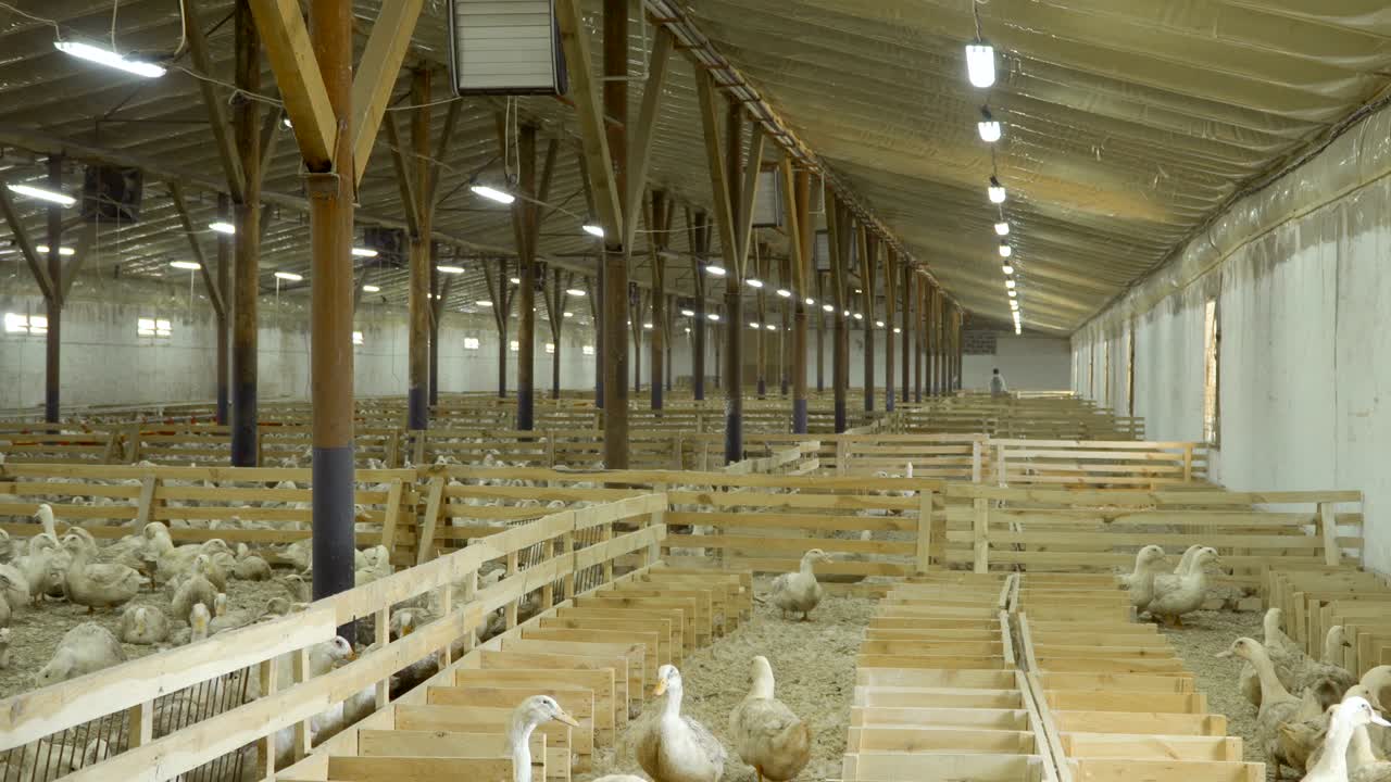 Worker of poultry farm collect duck eggs walking among the paddocks with birds