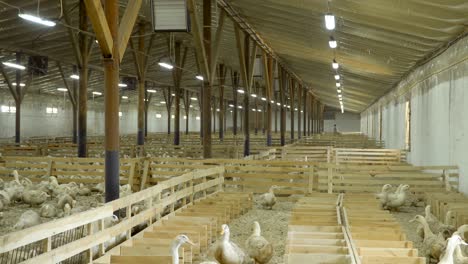 worker of poultry farm collect duck eggs walking among the paddocks with birds