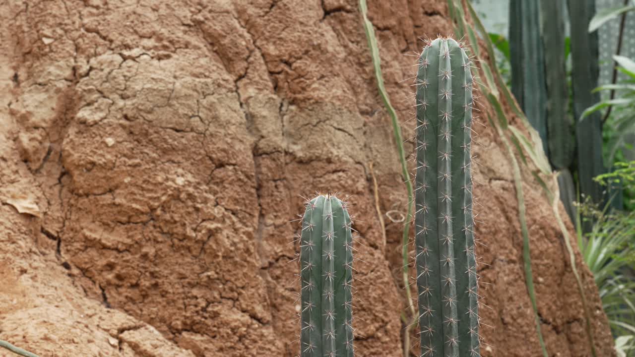 Columnar cactus plant in arid desert landscape dry soil land Cereus repandus Peruvian Apple