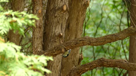 Bird-spinning-around-the-branch-in-the-tree