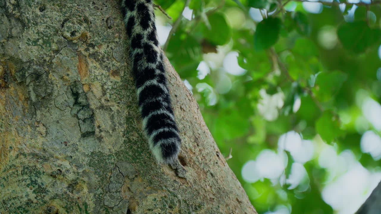 Leopard Tail on a Tree Trunk